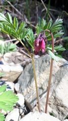 Dicentra formosa