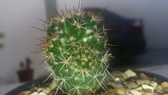 Cactoideae