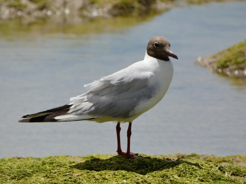 Black-headed Gull