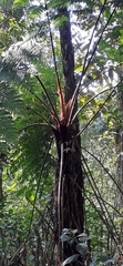 Cyathea arborea