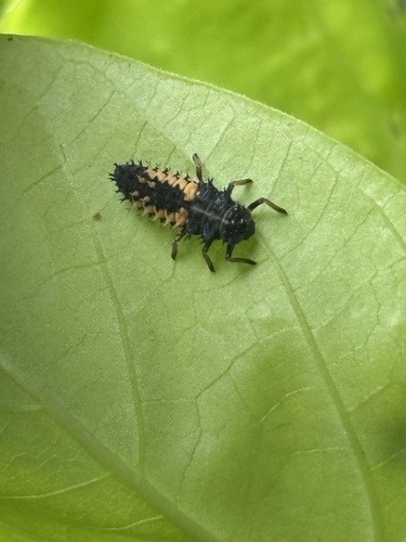Asian Lady Beetle