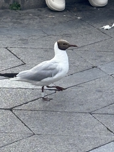 Black-headed Gull