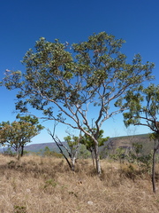 Corymbia clavigera