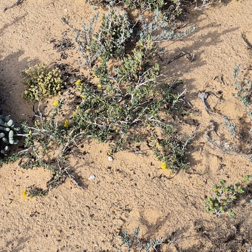 Spiny Twinleaf