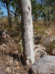 Corymbia clavigera