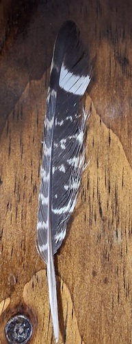 Plume de Engoulevent d'Amérique