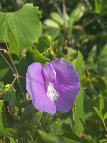 butterfly pea