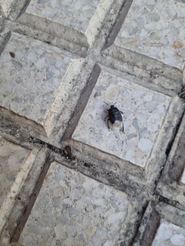 Black burrowing bug