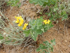 Lotus corniculatus corniculatus