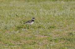 Charadrius vociferus