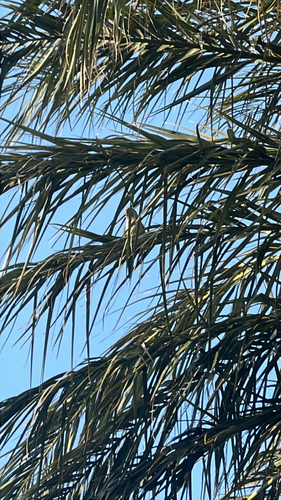 Monk Parakeet