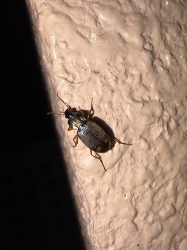 Chlaenius tetragonoderus