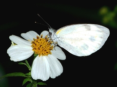 Pieris canidia canidia