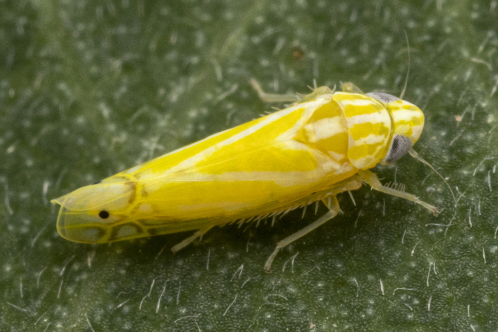 Alconeura luculenta