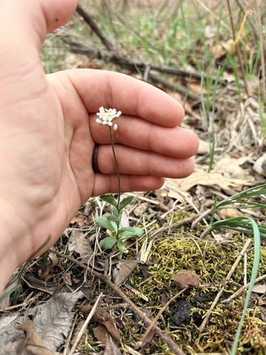 wedgeleaf draba