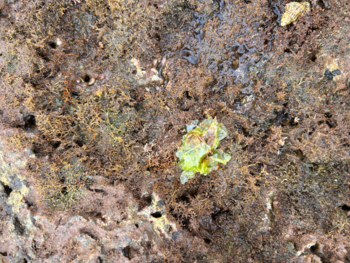 Ulva lactuca observed 2026-06-04