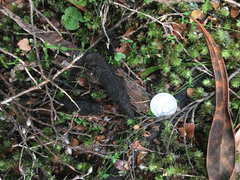 Thylogale billardierii