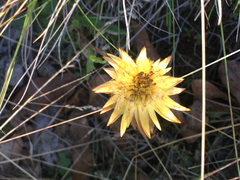 Xerochrysum subundulatum