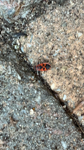 European Firebug