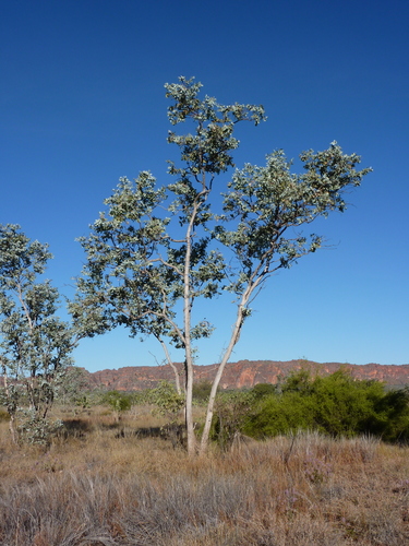 Eucalyptus pruinosa Schauer