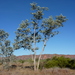 Eucalyptus pruinosa - Photo (c) Dean Nicolle, alguns direitos reservados (CC BY-NC), uploaded by Dean Nicolle