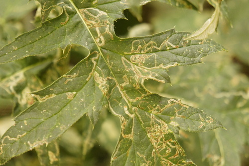 Phytomyza bipunctata