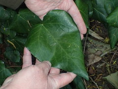Hedera colchica