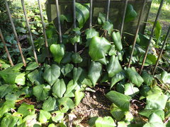 Hedera colchica
