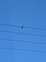 Patagioenas fasciata