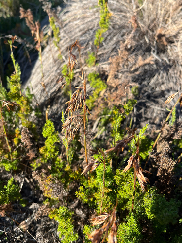 Thamnochortus fruticosus