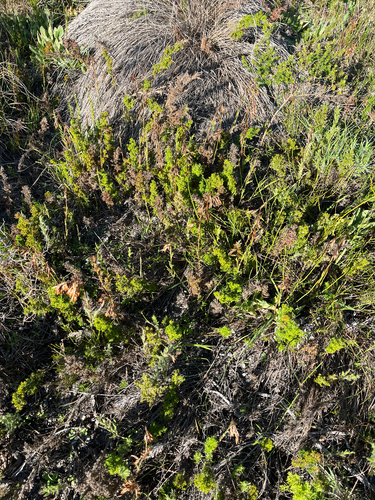 Thamnochortus fruticosus, photograph 3