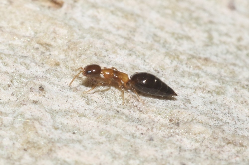 Sclerodermus observed 2026-06-25