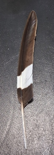 Plume de Engoulevent d'Amérique