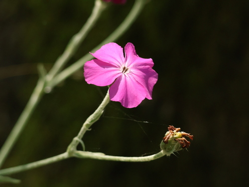 Rose campion