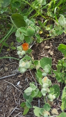 Sphaeralcea lindheimeri
