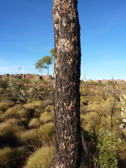 Corymbia cliftoniana