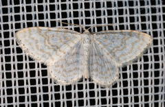 Asthena albulata