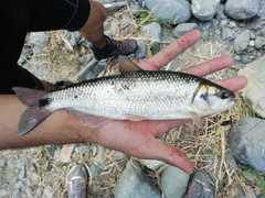 Orangetail Brycon photo 2