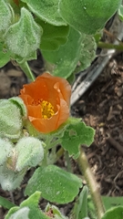 Sphaeralcea lindheimeri