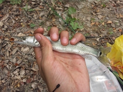 Gar Characin photo 4