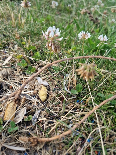 white clover