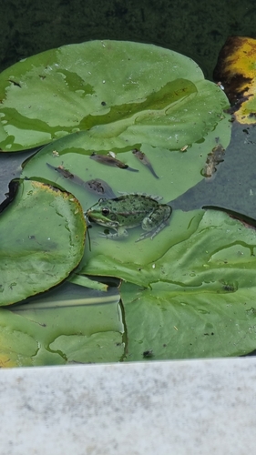 Iberian Green Frog