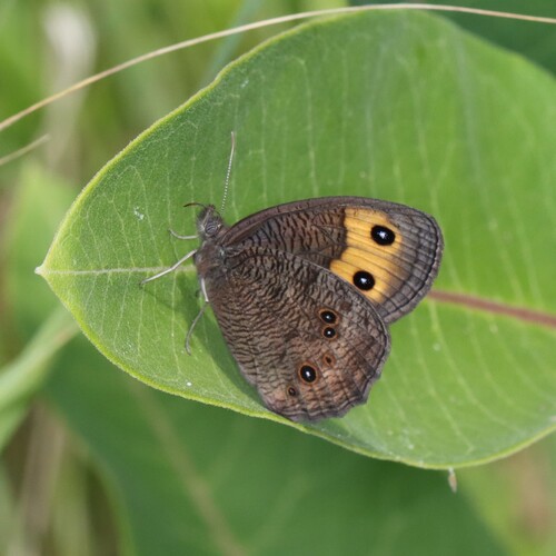 Common wood-nymph