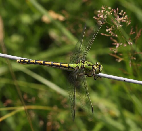 Green Snaketail