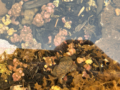 Pilodius areolatus observed 2026-06-04