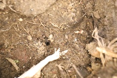 Lasius neoniger