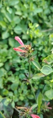 Dicliptera squarrosa, photograph (c) Pablo H Capovilla, some rights reserved (CC BY)