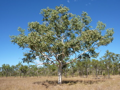 Eucalyptus apodophylla