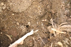Lasius neoniger