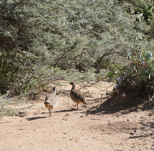 Crested Francolin